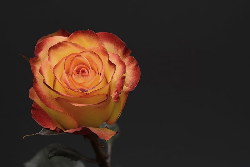 Macro Photography